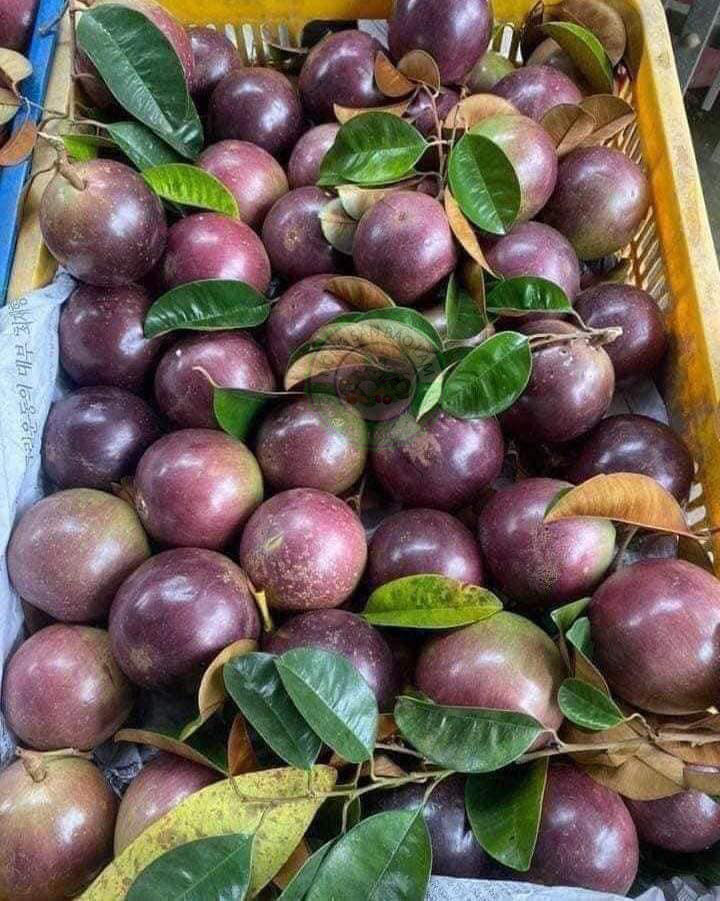 Vú Sữa Lò Rèn